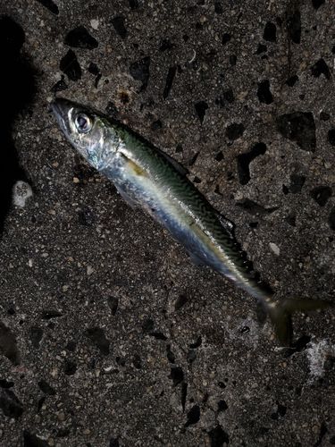 サバの釣果
