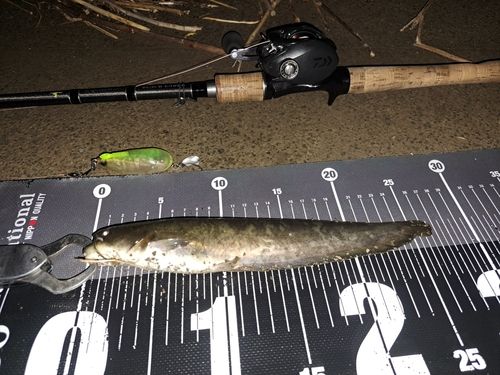 ナマズの釣果