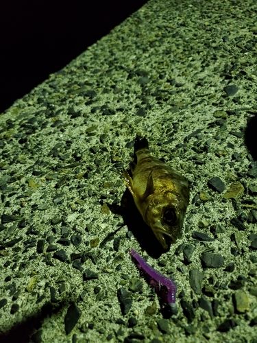 周防大島（屋代島）