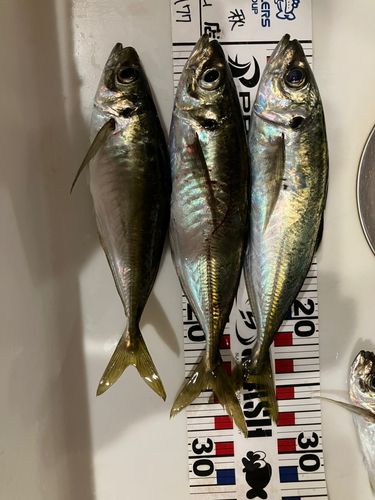 アジの釣果