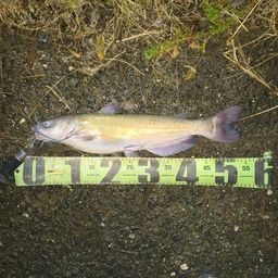 アメリカナマズ