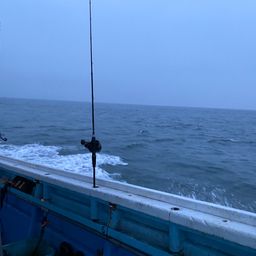 ショウサイフグ