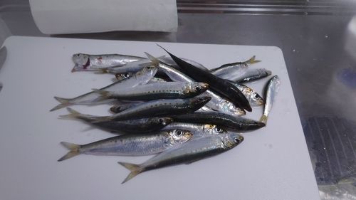 イワシの釣果