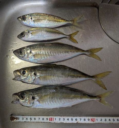 アジの釣果