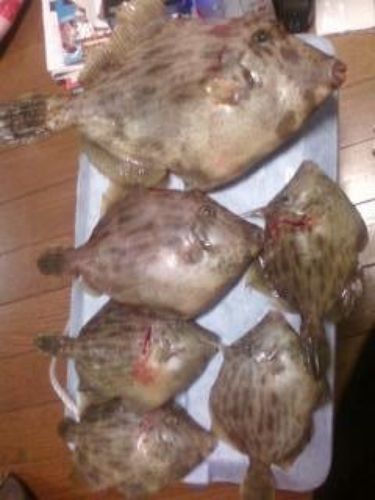 カワハギの釣果