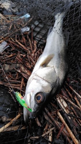 シーバスの釣果