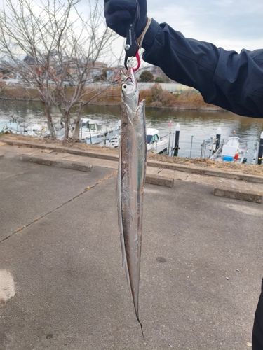 タチウオの釣果