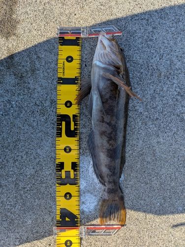 アイナメの釣果