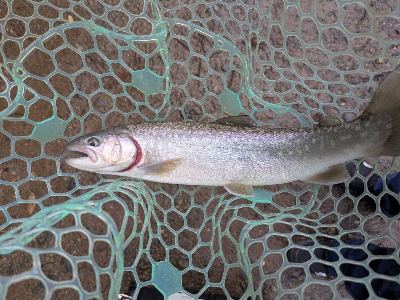 SHIMANO 17トラウトワン AS S60UL-Fの最安値・インプレ・釣果 | 本音の