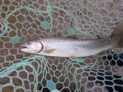 レインボートラウトの釣果