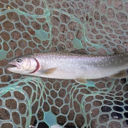 レインボートラウト