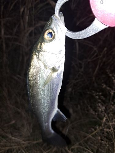 馬入ふれあい公園