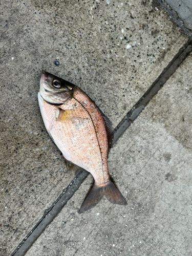 ウミタナゴの釣果
