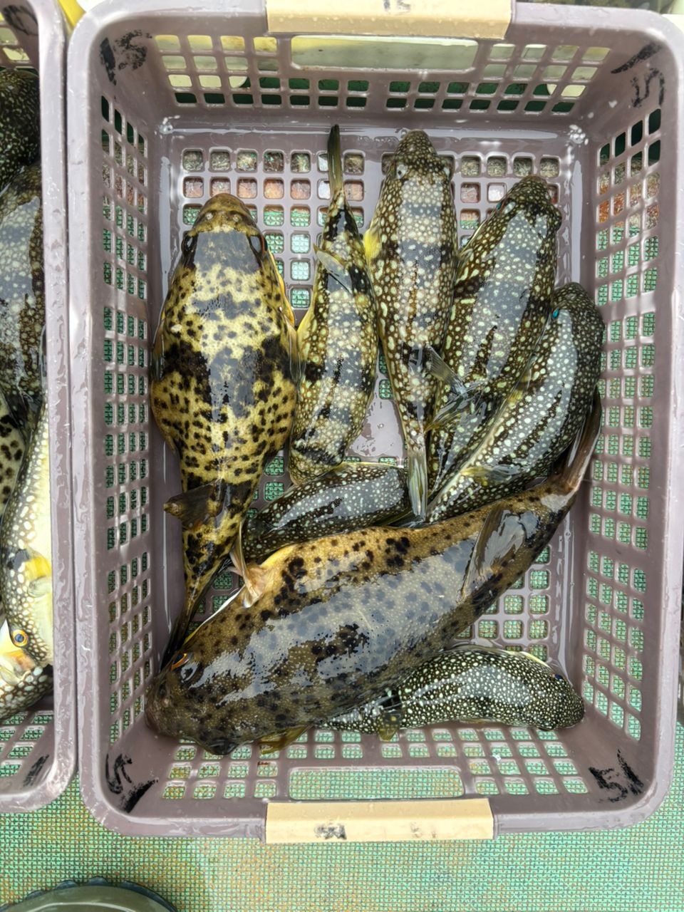 小魚さんの釣果 2枚目の画像