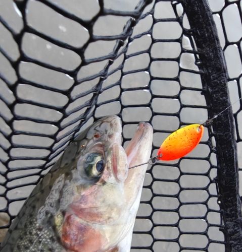 ニジマスの釣果