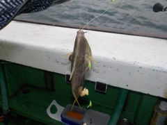 カワハギの釣果