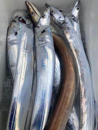 タチウオの釣果