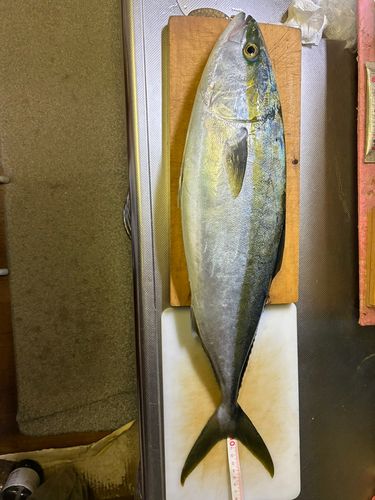 ハマチの釣果