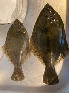 カレイの釣果