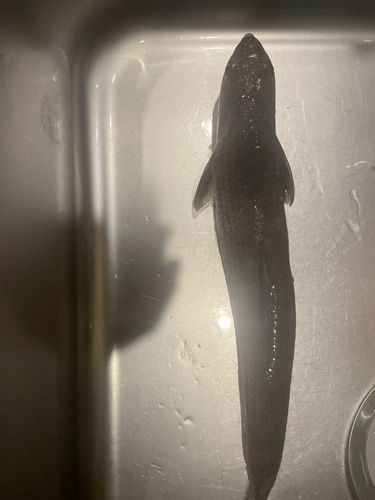 鞠山海遊パーク