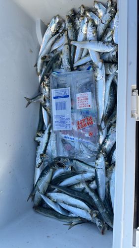 ウルメイワシの釣果