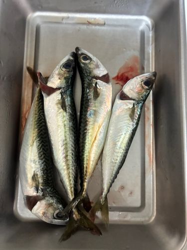 サバの釣果