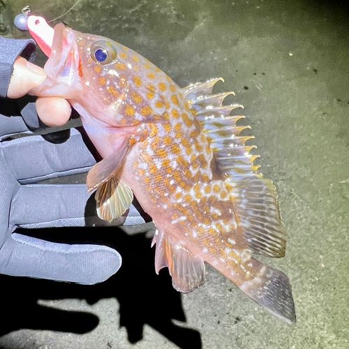 キジハタの釣果