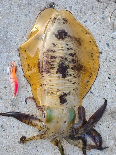 アオリイカの釣果