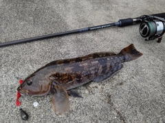 アイナメの釣果