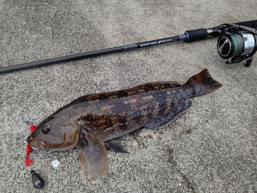 アイナメの釣果