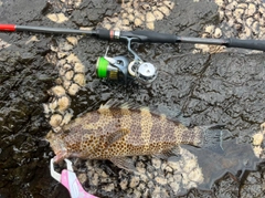 オオモンハタの釣果