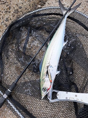 サゴシの釣果