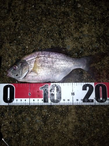 ウミタナゴの釣果