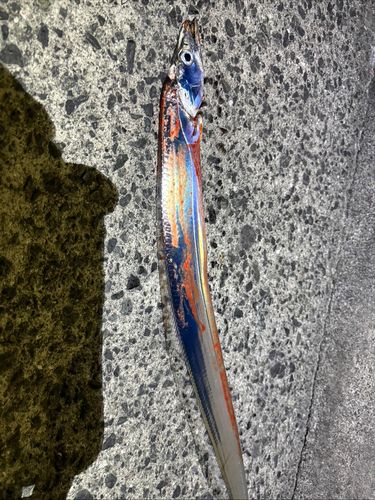 タチウオの釣果