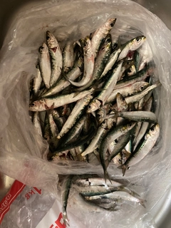 ウルメイワシの釣果