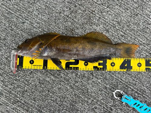 アイナメの釣果