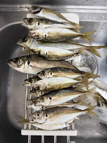アジの釣果