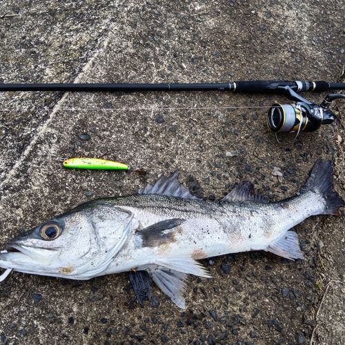 シーバスの釣果