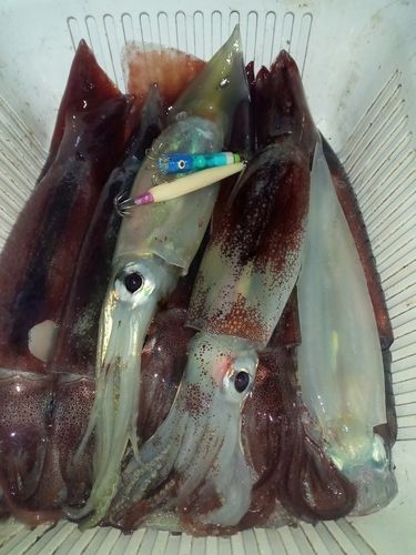 スルメイカの釣果
