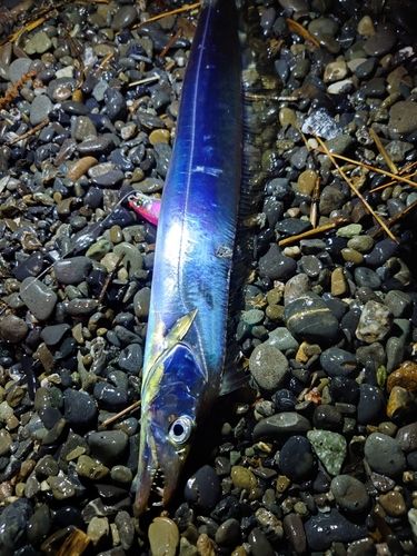 タチウオの釣果