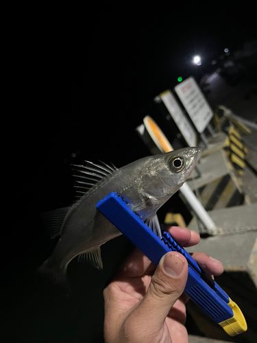 小浜港（福井）