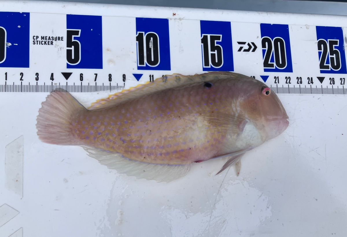 アングラーナーヒャンさんの釣果 2枚目の画像