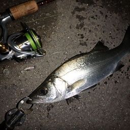 セイゴ（ヒラスズキ）