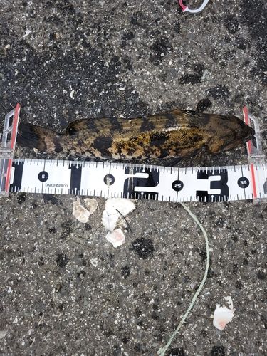 アイナメの釣果