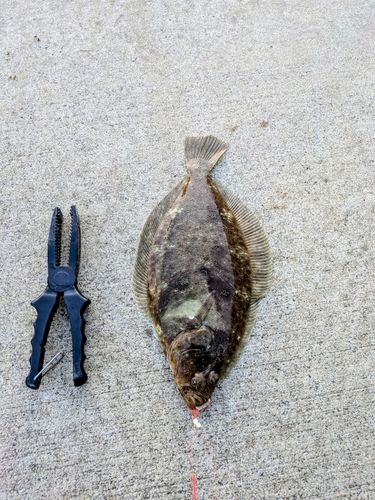 マコガレイの釣果