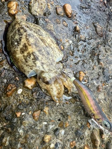 モンゴウイカの釣果