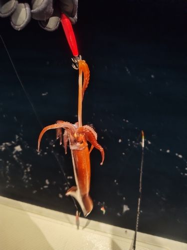 スルメイカの釣果