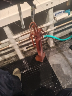 スルメイカの釣果