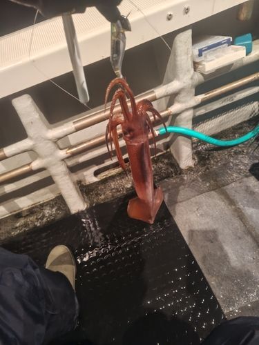 スルメイカの釣果