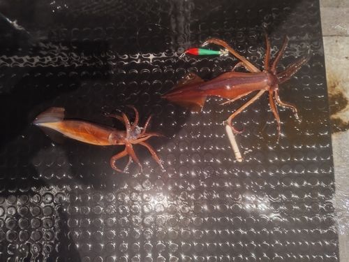 スルメイカの釣果